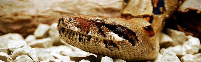 Reptile and amphibian exhibition
